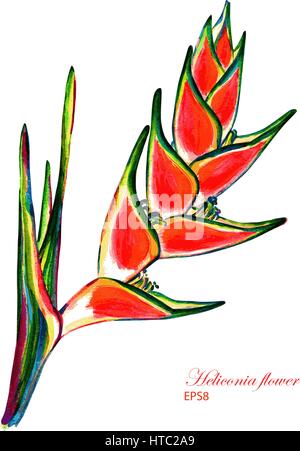 Flower of heliconia caribaea. Vector watercolor botanical illustration. Isolated on white background. Stock Vector