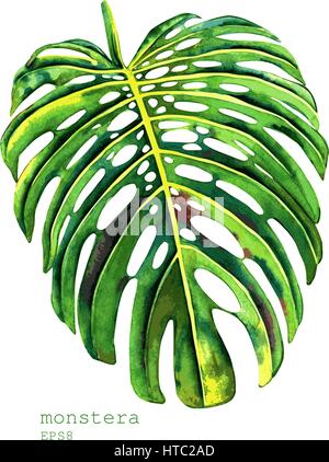 Hand painted vector watercolor monstera leaf. Botanical illustration, isolated on white background. Stock Vector