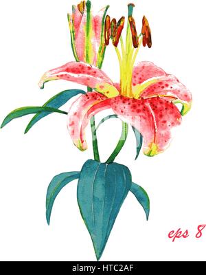 Hand painted illustration of a pink lily. Colorful watercolor exotic flower, isolated on white background. Floral textile print. Template for greeting Stock Vector