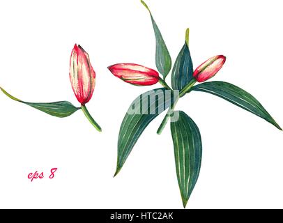 Hand painted pink lily buds with leafs. Watercolor illustration of exotic flowers, isolated on white background. Floral textile print. Template for gr Stock Vector