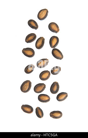 Dry black watermelon falling isolated on white background. Stock Photo