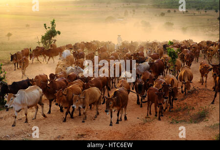 Amazing scene at Vietnam countryside in evening, cowherd herd cows on meadow and make dust, livestock is a popular Vietnamese agriculture, Binh Thuan Stock Photo