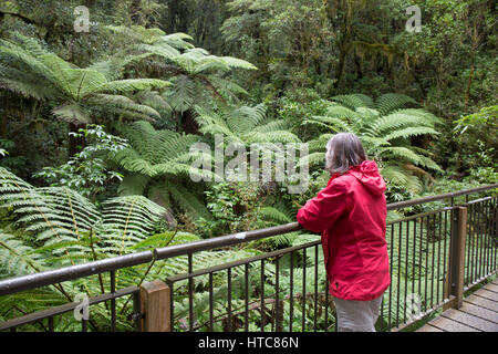 Milford Sound, Fiordland National Park, Southland, New Zealand. Visitor admiring native ferns from bridge over the Cleddau River near the Chasm. Stock Photo