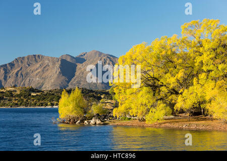 Wanaka, Otago, New Zealand. View across tranquil Glendhu Bay, autumn, golden willows reflected in water. Stock Photo
