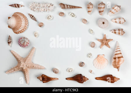 Collection of cockleshells on white background. Flat lay concept Stock Photo