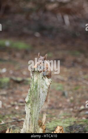 Red squirrel on tree stump Stock Photo