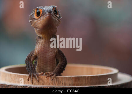 Croc Skink Stock Photo