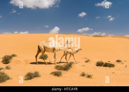 White arabian camel with foal straying around in the desert near Tan Tan close to the Wadi Draa, Morocco. Stock Photo