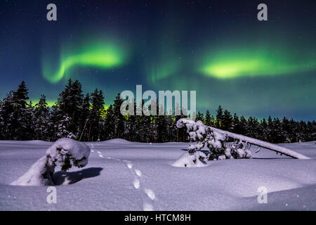 Fox tracks under the aurora Stock Photo