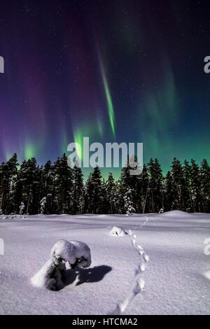 Fox tracks under the aurora Stock Photo