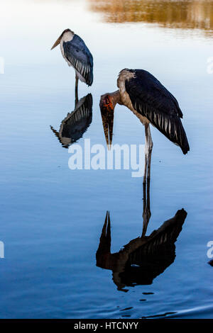 Marabou Storks (Leptoptilos Crumenifer) Lake Awassa, Ethiopia Stock Photo