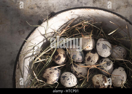 Quail eggs laid on hay - from above Stock Photo