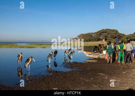 Local Fishermen Sell Their Catch From Their Boats At The Fish Market On The Shores Of Lake Awassa Watched By Some Hungry Marabou Storks, Lake Awassa,  Stock Photo