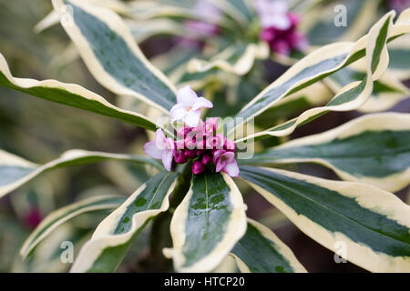 Daphne odora Mae-jima flowers. Stock Photo