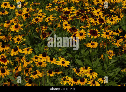 Gardens of Brasília, Brazil - Tricolor Daisy (Chrysanthemum carinatum) Stock Photo