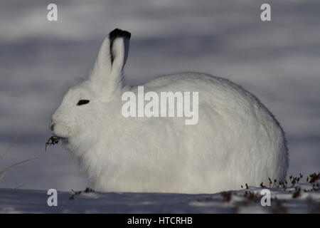 Arctic hare or Lepus arcticus in winter coat chewing on a willow branch with snow in the background, near Arviat, Nunavut, Canada Stock Photo
