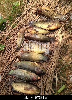 Tilapia fish on dried hay Stock Photo