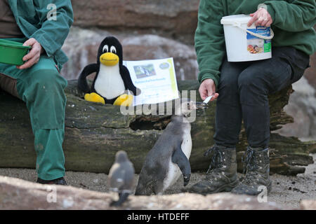 Two carers feeding a Humboldt penguin with a fish alongside the Linux mascot, the penguin Tux, during a press event at the Tierpark in Limbach-Oberfrohna, Germany, 10 March 2017. Two of the penguins were adopted by the organizers of the Chemnitzer Linux Tage event on the same day. The penguin Tux was chosen by Linux-founder as mascot of the free operating system in the middle of the 1990s. Thousands of guests from all over Europe are expected at the upcoming 19th Chemnitzer Linux Tage event on 11 and 12 March 2017. The focus of this year's 'Linux days' is on accessibility and user-friendliness Stock Photo