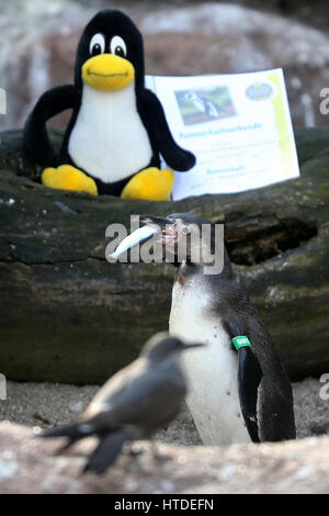 A Humboldt penguin feeds on a fish alongside the Linux mascot, the penguin Tux, during a press event at the Tierpark in Limbach-Oberfrohna, Germany, 10 March 2017. Two of the penguins were adopted by the organizers of the Chemnitzer Linux Tage event on the same day. The penguin Tux was chosen by Linux-founder as mascot of the free operating system in the middle of the 1990s. Thousands of guests from all over Europe are expected at the upcoming 19th Chemnitzer Linux Tage event on 11 and 12 March 2017. The focus of this year's 'Linux days' is on accessibility and user-friendliness. Photo: Jan Wo Stock Photo