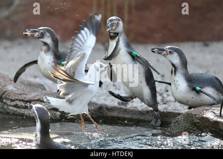 dpatopimages - A gull can be seen battling amongst the penguins at the Tierpark in Limbach-Oberfrohna, Germany, 10 March 2017. Two of the Humbolt penguins were adopted by the organizers of the Chemnitzer Linux Tage event on the same day. The penguin Tux was chosen by Linux-founder as mascot of the free operating system in the middle of the 1990s. Thousands of guests from all over Europe are expected at the upcoming 19th Chemnitzer Linux Tage event on 11 and 12 March 2017. The focus of this year's 'Linux days' is on accessibility and user-friendliness. Photo: Jan Woitas/dpa-Zentralbild/dpa Stock Photo