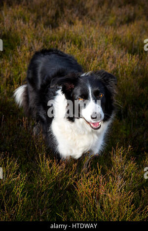 Beautiful Border Collie dog in natural surroundings. She stands in Bilberry shrubs in a moorland landscape in Northern England. Stock Photo