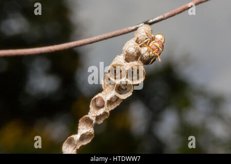 A young Paper Wasp Queen builds a nest to start a new colony. Stock Photo