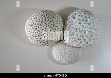 Still life of three types of white fossilised coral from Cuba coastline on plain white background Stock Photo
