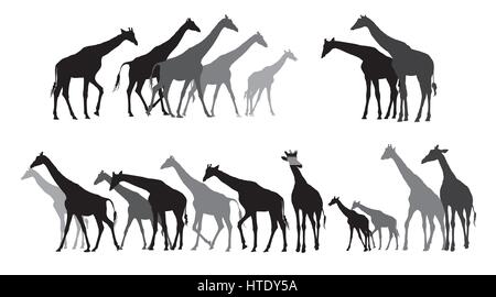 Group of black and grey silhouettes of giraffes standing and walking on white background. Vector illustration. Stock Vector