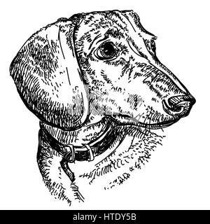 Portrait of young dog Dachshund in a collar vector hand drawing illustration in black on white background Stock Vector