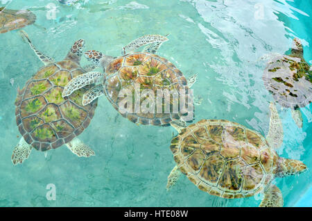 turtles at isla mujeres sanctuary mexico Stock Photo