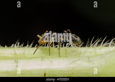 Ant mimic spider on dry leaf Stock Photo