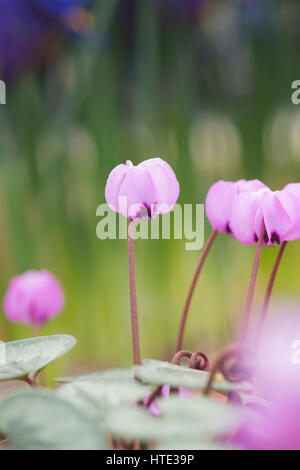 Cyclamen Coum flowers in early march. UK Stock Photo
