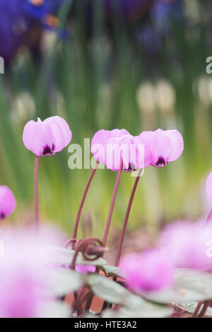 Cyclamen Coum flowers in early march. UK Stock Photo