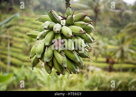 Unripe bananas on tree in the jungle close up Stock Photo