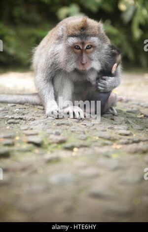 protective mother protects her baby in Monkey Forest, Ubud, Bali, Indonesia Stock Photo
