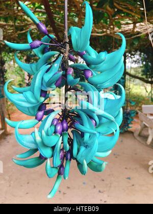 Strongylodon macrobotrys commonly known as jade vine, emerald vine or turquoise jade vine Stock Photo