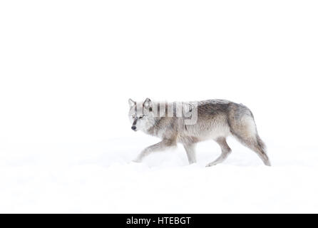Silver coloured black wolf walking in the winter snow in Canada Stock Photo