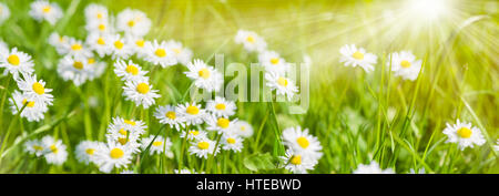 spring meadow with beautiful flowers and sun rays in background Stock Photo