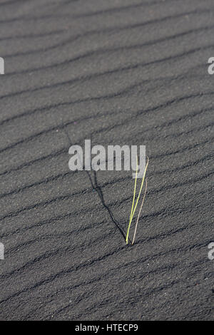 Green sprout of a pioneer plant standing firm in black volcanic sand with wind created shapes on a beach in Iceland, Europe. Stock Photo