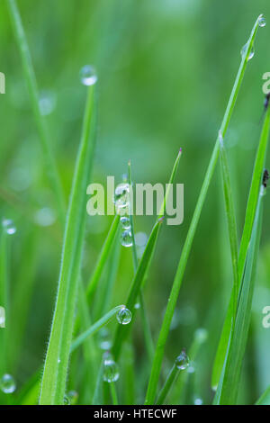 Dew on grass straws. Stock Photo
