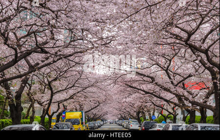 Cherry Blossom at Namcheon Street, Busan, South Korea Stock Photo