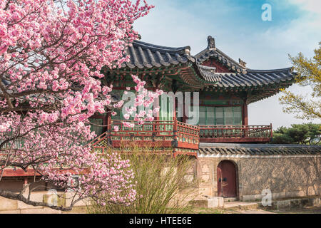 Spring Cherry Blossom at Changdeokgung Palace, Seoul, South Korea Stock Photo