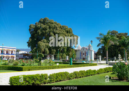 Arbol del Tule, a giant sacred tree in Tule, Oaxaca, Mexico Stock Photo