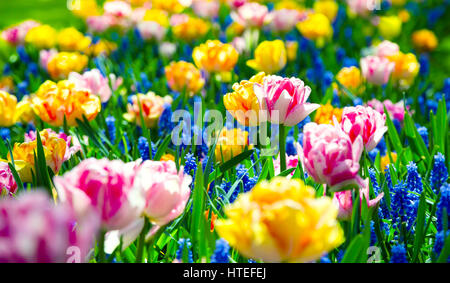 Glade of colorful fresh tulips. Colorful tulips in the park. Spring landscape. Tulip background. Colorful tulips in the Keukenhof garden, Netherlands. Stock Photo
