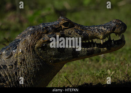 Broad-snouted caiman (Caiman latirostris) - crocodilian reptile - Travel: Pantanal - Mato Grosso - Brazil Stock Photo