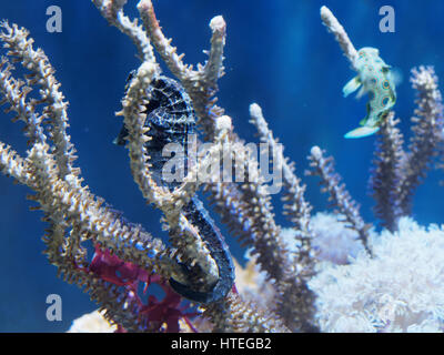 Stock Photo - Barbour's Seahorse / Hippocampus barbouri Stock Photo