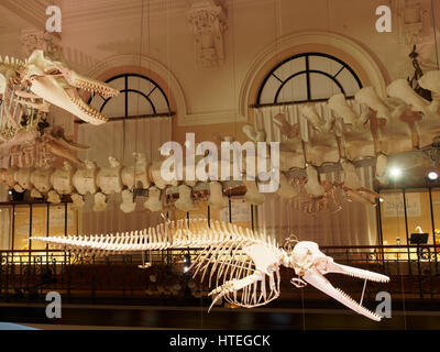 Whale and dolphin skeletons in the Oceanographic Museum, Monaco Stock Photo