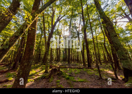 Sun shining through the trees, forest, Mount Aspiring National Park, Otago, Southland, New Zealand Stock Photo