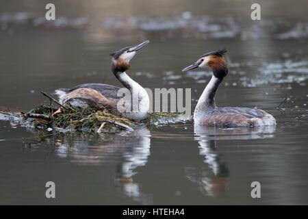 Courting Great Crested Grebes (Podiceps cristatus) at nest, Hesse, Germany