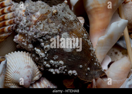 pile of sea shells on beach Stock Photo